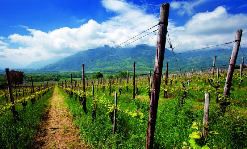 Le eccellenze vitivinicole svizzere all'insegna delle rarità e della qualità